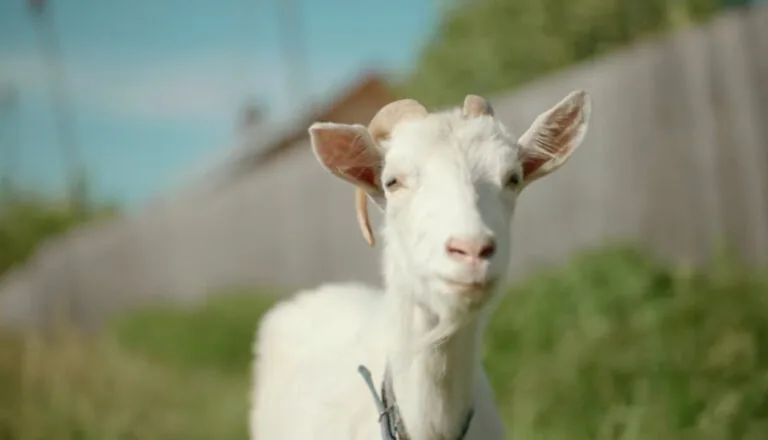 Момент из 13 серии 1 сезона